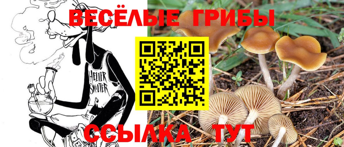 Псилоцибиновые грибы ЛСД Новокуйбышевск